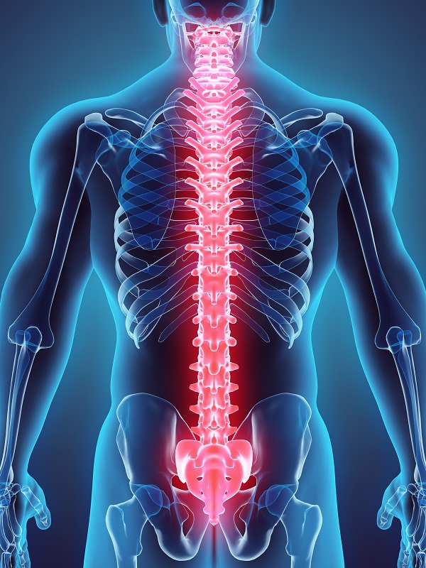 3D illustration of Spine, medical concept.