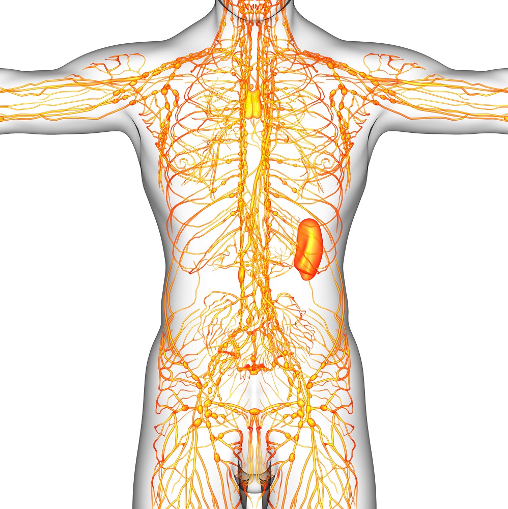 3D rendering illustration of the lymphatic system